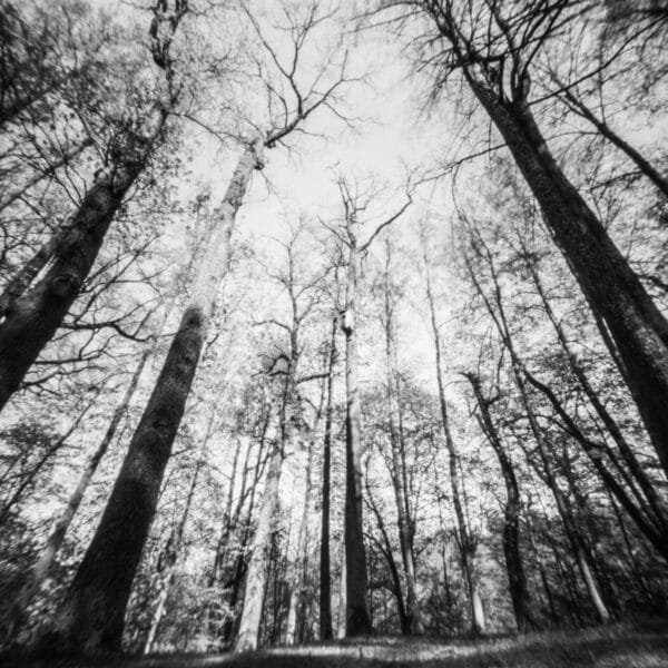 Pinhole XV