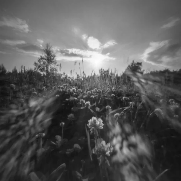 Pinhole X